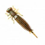 Võdik FANATIK Larva - 3"/7,5cm - 6tk - Image 4